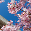 向島の蓬萊桜