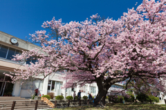 向島の蓬萊桜