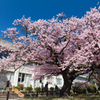 向島の蓬萊桜