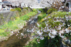 川沿いの桜