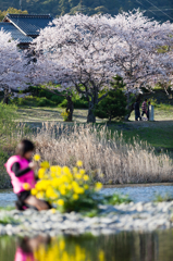 対岸の桜