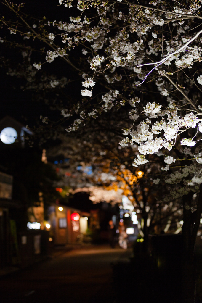 夜桜