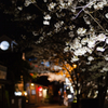 夜桜