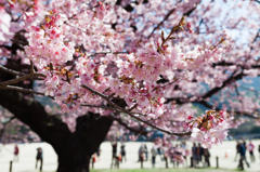 向島の蓬萊桜