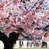 向島の蓬萊桜