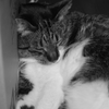 眠り猫