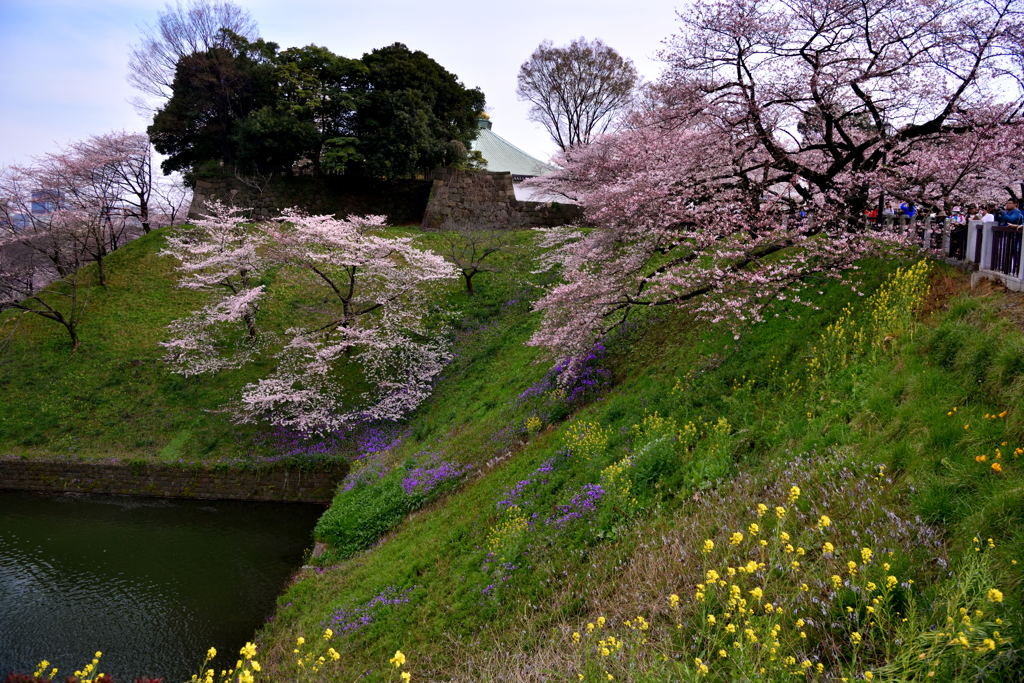 お花見日和