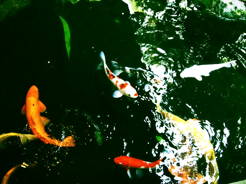 鯉の舞