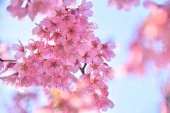 大寒桜