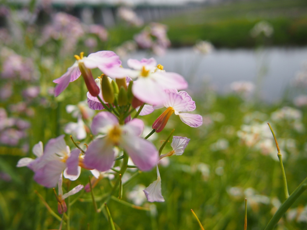 花が笑った
