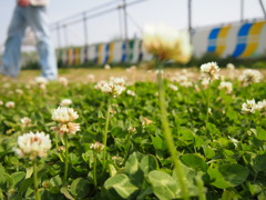 シロツメクサと彼