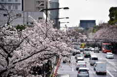 桜の目線で