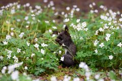 花畑での食事