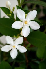 夏に咲く雪の花