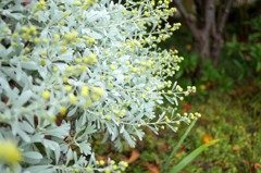 木白香の花