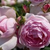 5月の薔薇