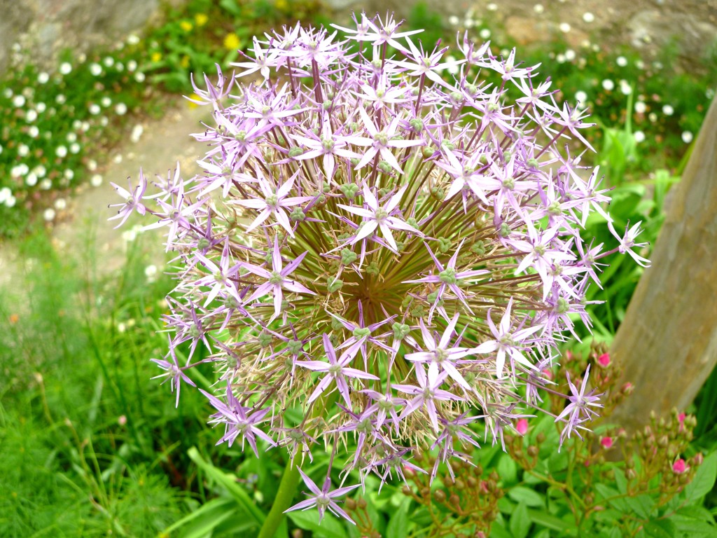 アリウムの花