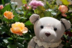 100枚目は、大好きな薔薇とクマで(^^)♡