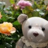 100枚目は、大好きな薔薇とクマで(^^)♡