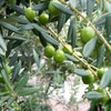 オリーブグリーンに惹かれて