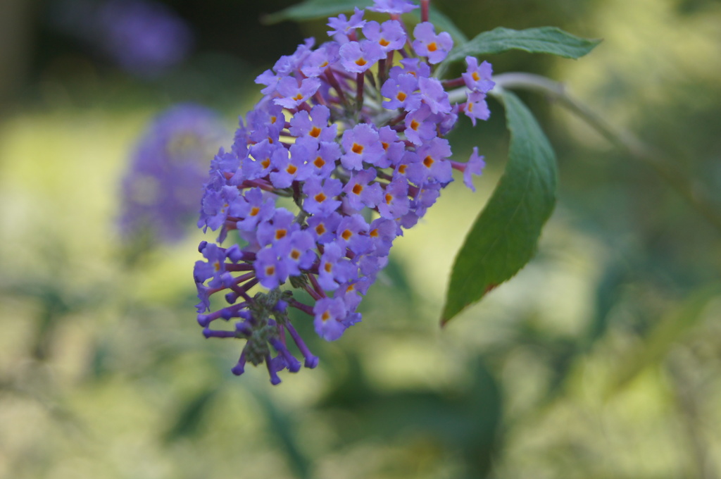 秋に咲く花