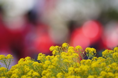 花のむこうは