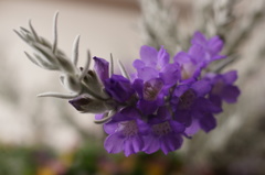 寄せ植えの花が咲いた