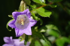 むらさきいろの花