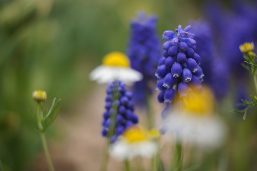 青い花　白い花