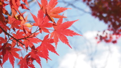 紅葉