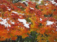雪！モミジ！