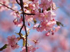 河津桜