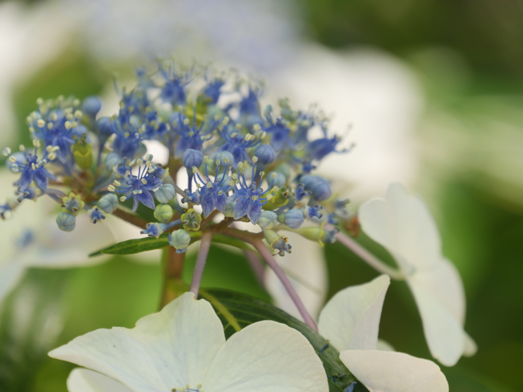 紫陽花3