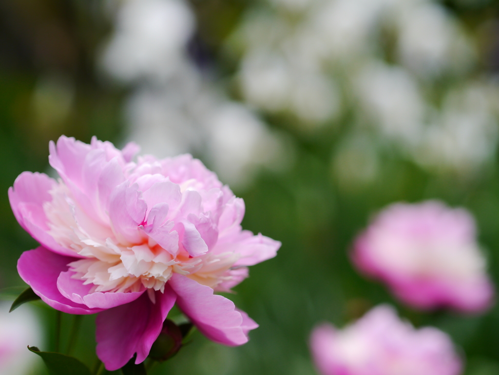 立てば芍薬