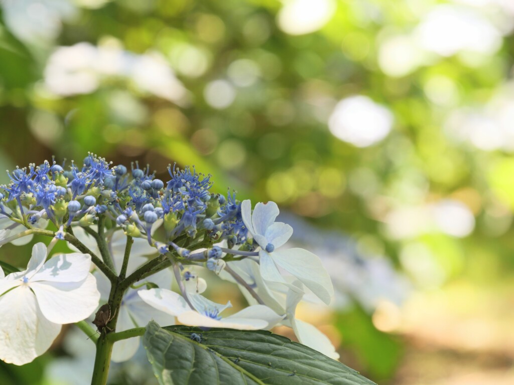 紫陽花2