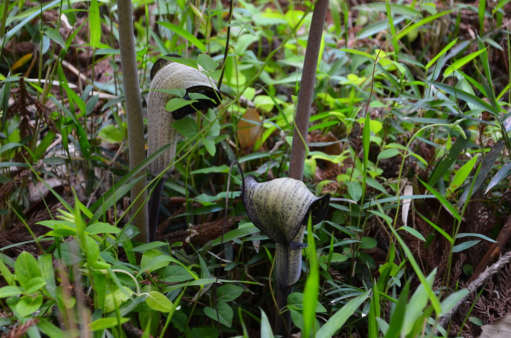 マムシ草？