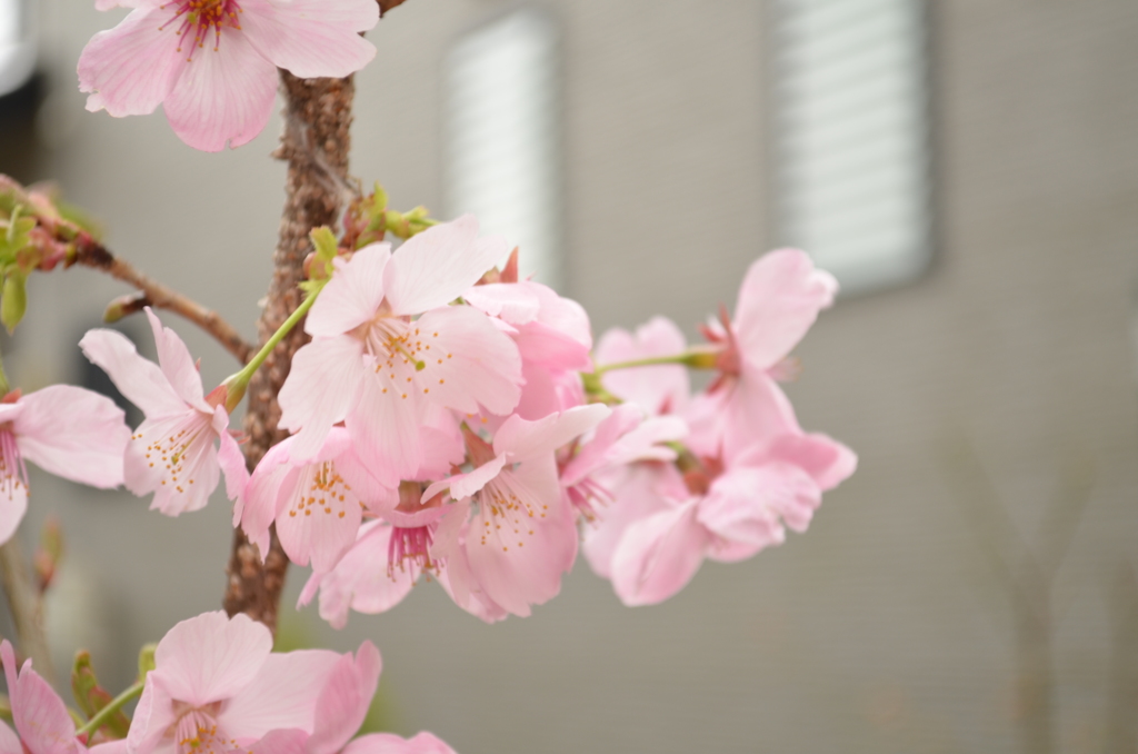 自宅の桜