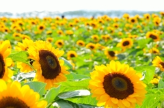 「夏」