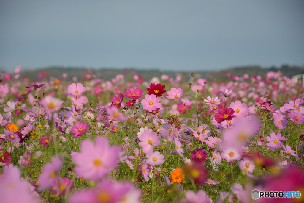 秋桜