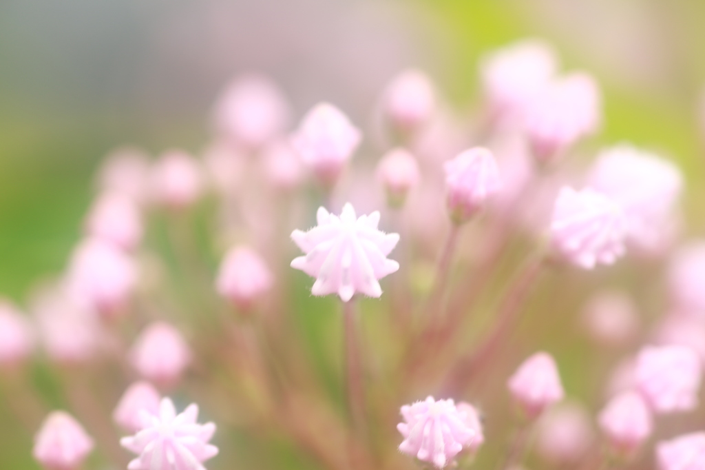 華星