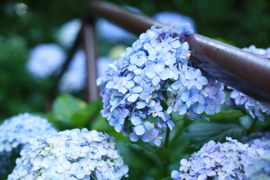 紫陽花