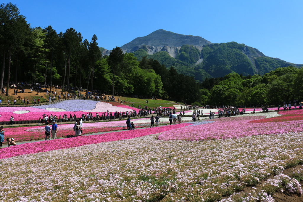 花世界