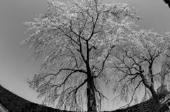 桜の存在感