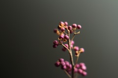 オールドレンズのマクロ