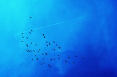 ひこうき雲