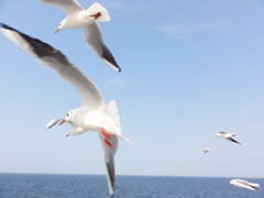 カモメ