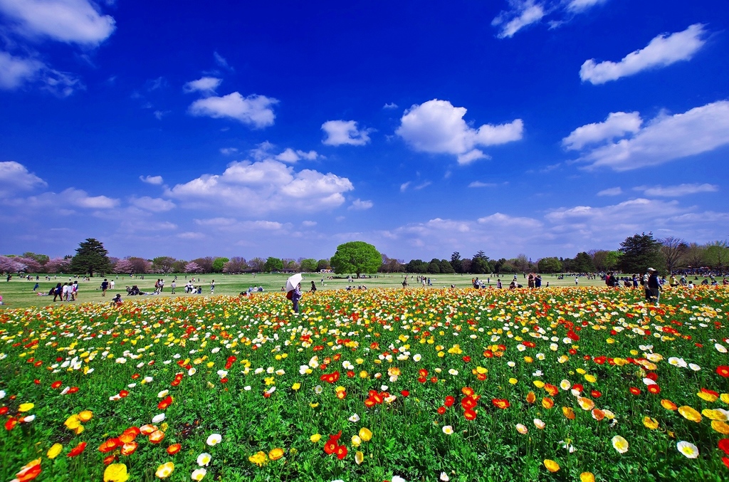 Iceland poppy field