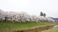 sakura