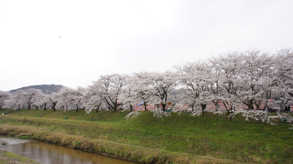 sakura 
