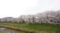 sakura 